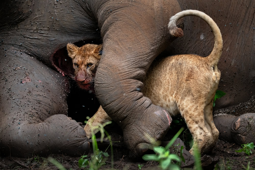 Stunning Winners Of the 2021 Siena International Photo Awards