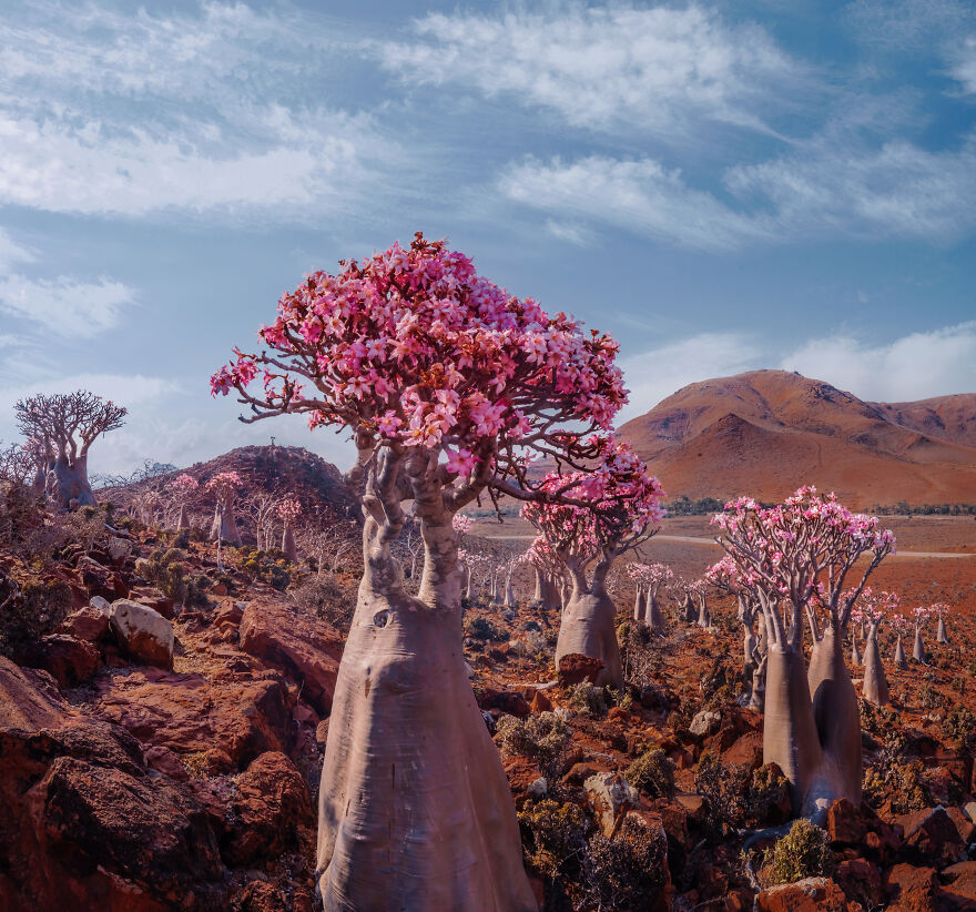 Russian Photographer Kristina Makeeva Explored Socotra Island A Place Unlike Anywhere 