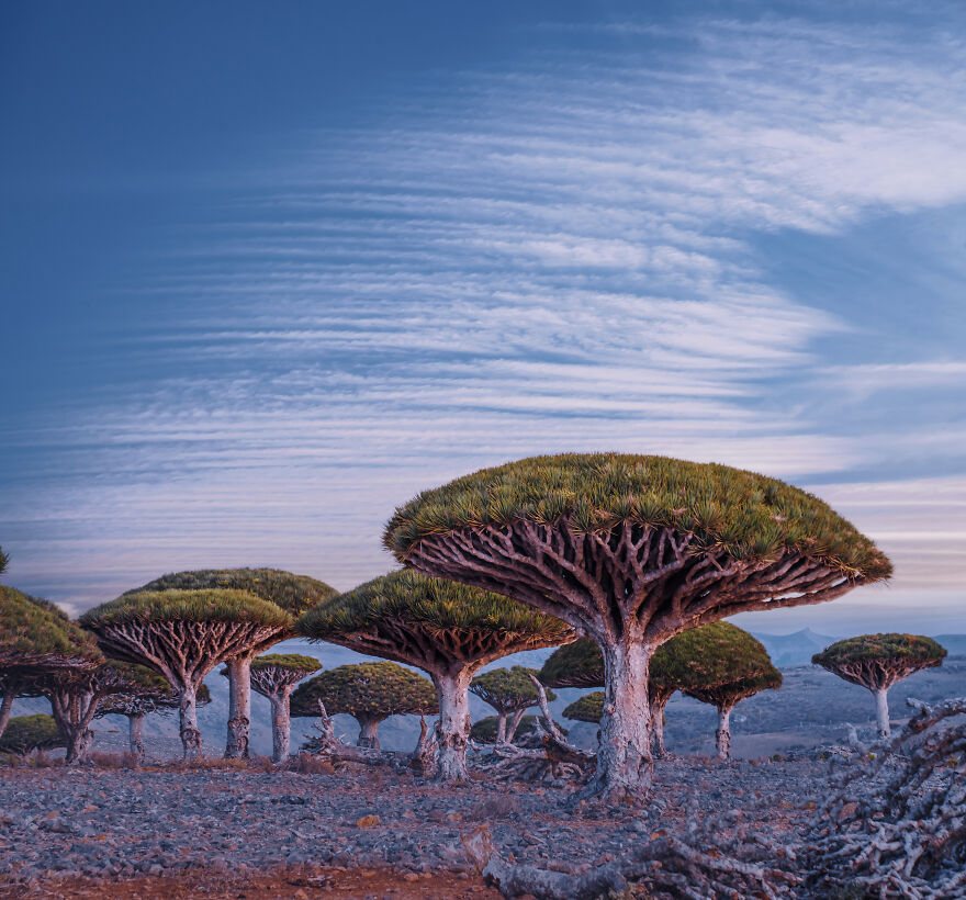 Russian Photographer Kristina Makeeva Explored Socotra Island A Place Unlike Anywhere 