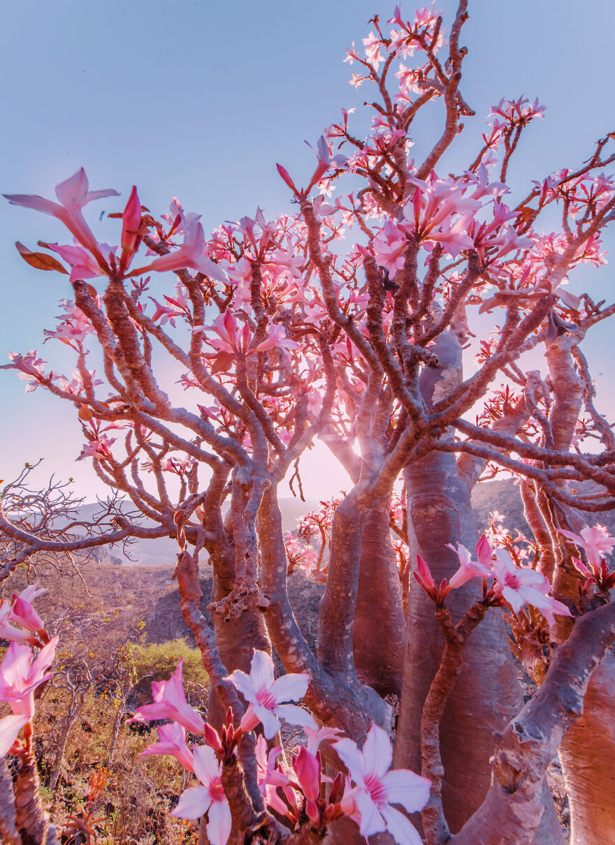 Russian Photographer Kristina Makeeva Explored Socotra Island A Place Unlike Anywhere 