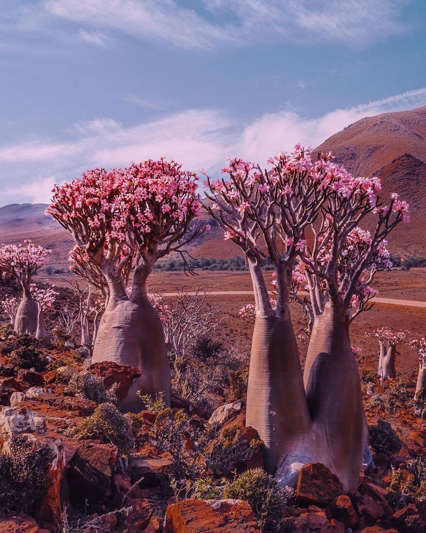 Russian Photographer Kristina Makeeva Explored Socotra Island A Place Unlike Anywhere 