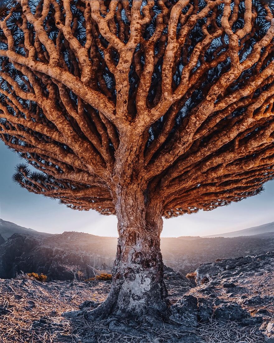 Russian Photographer Kristina Makeeva Explored Socotra Island A Place Unlike Anywhere 