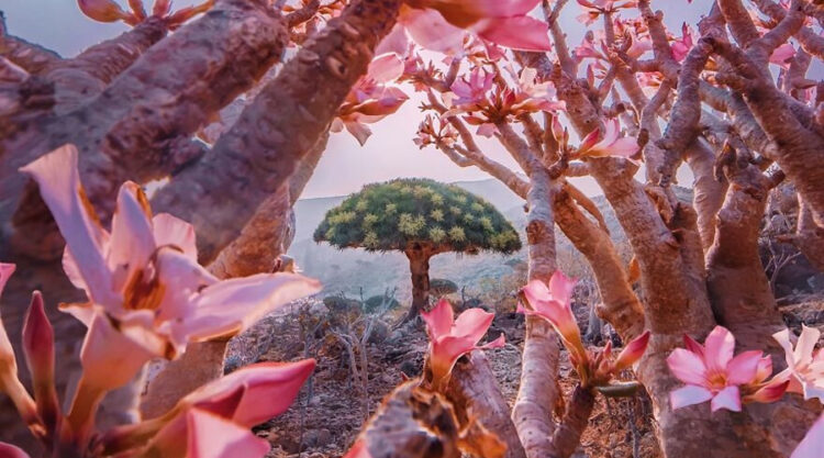 Russian Photographer Kristina Makeeva Explored Socotra Island A Place Unlike Anywhere