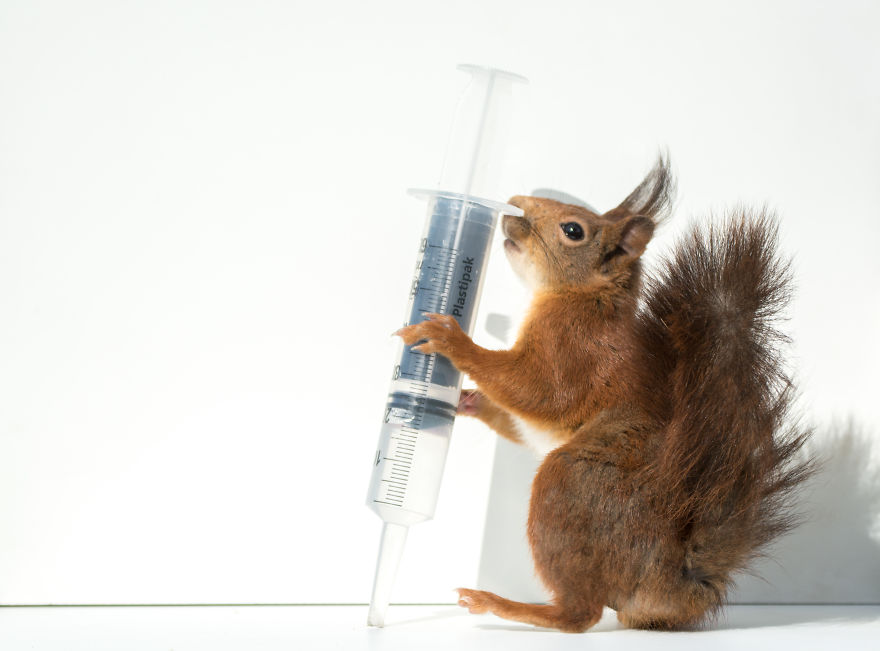 To Spread Some Joy, I Photograph Squirrels Playing In My Garden By Niki Colemont