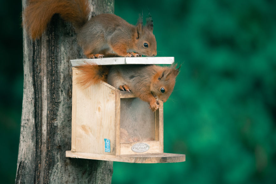 To Spread Some Joy, I Photograph Squirrels Playing In My Garden By Niki Colemont