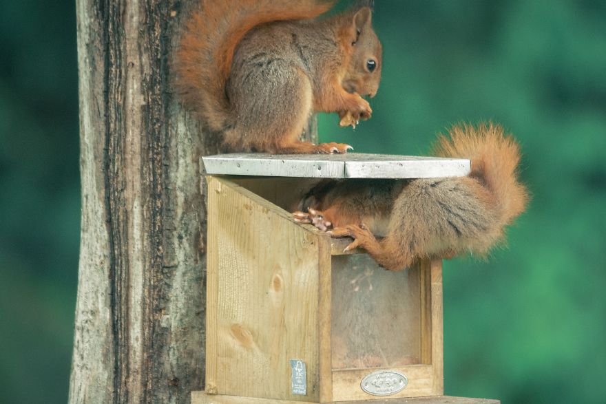 To Spread Some Joy, I Photograph Squirrels Playing In My Garden By Niki Colemont