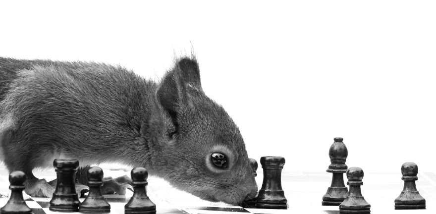 To Spread Some Joy, I Photograph Squirrels Playing In My Garden By Niki Colemont