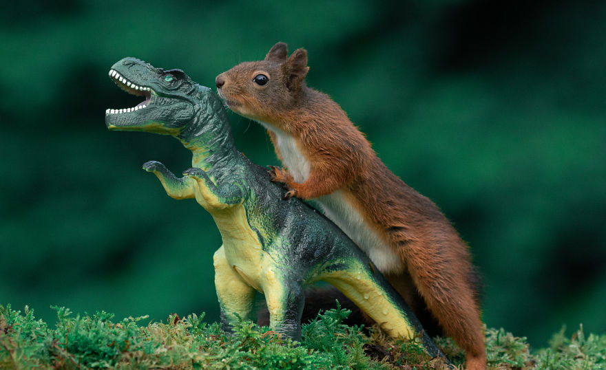 To Spread Some Joy, I Photograph Squirrels Playing In My Garden By Niki Colemont