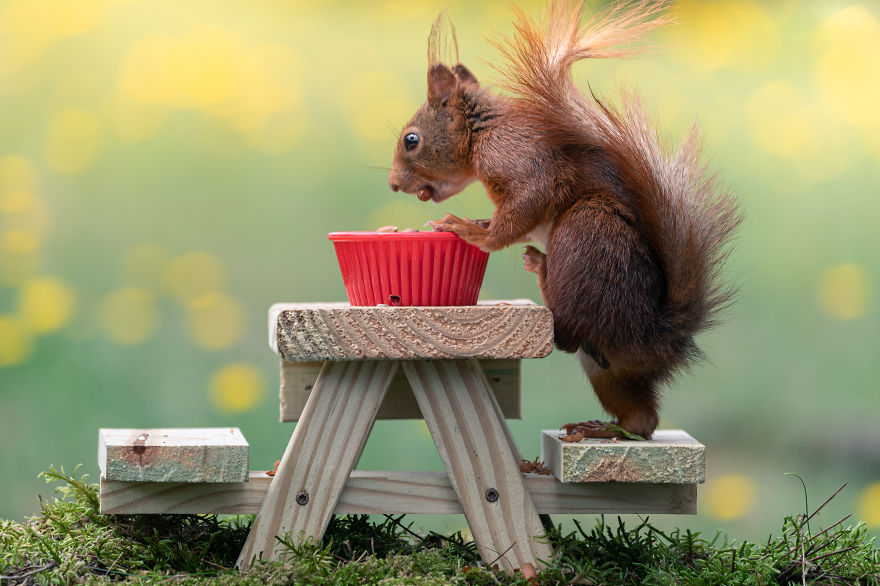 To Spread Some Joy, I Photograph Squirrels Playing In My Garden By Niki Colemont