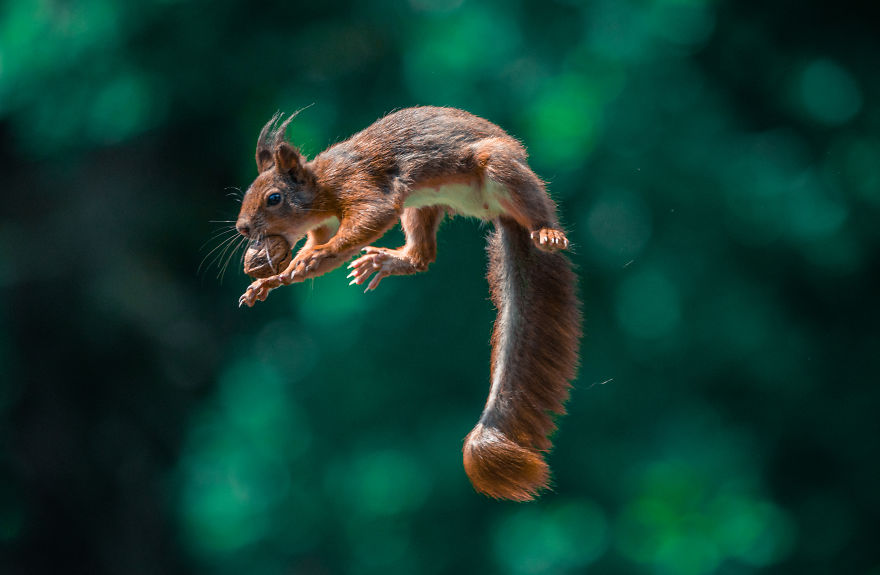 To Spread Some Joy, I Photograph Squirrels Playing In My Garden By Niki Colemont