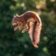 To Spread Some Joy, I Photograph Squirrels Playing In My Garden By Niki Colemont