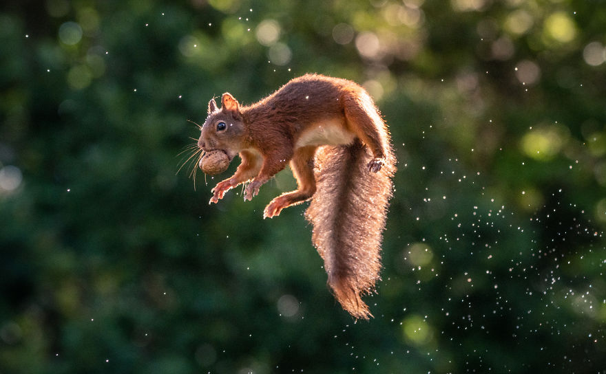 To Spread Some Joy, I Photograph Squirrels Playing In My Garden By Niki Colemont