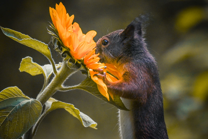 To Spread Some Joy, I Photograph Squirrels Playing In My Garden By Niki Colemont