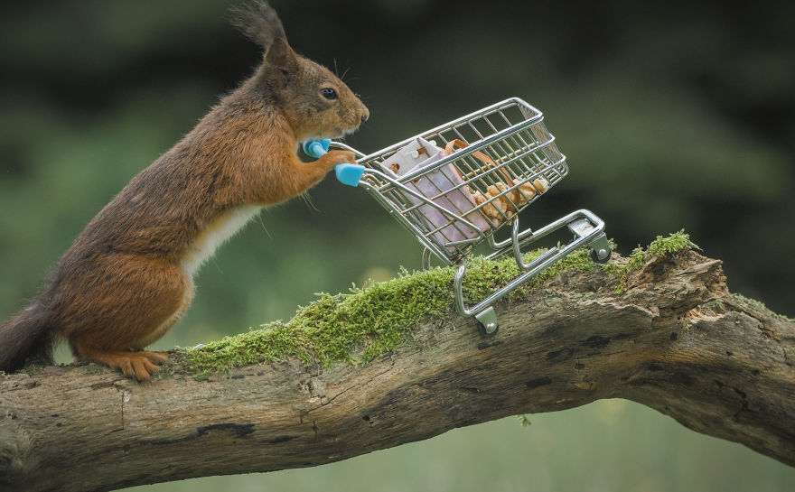 To Spread Some Joy, I Photograph Squirrels Playing In My Garden By Niki Colemont