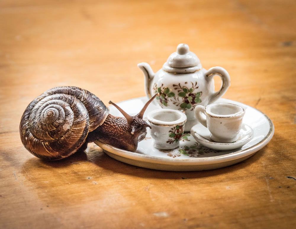 Tea For Two: Magical Photos Of Animals By Jay Rainey