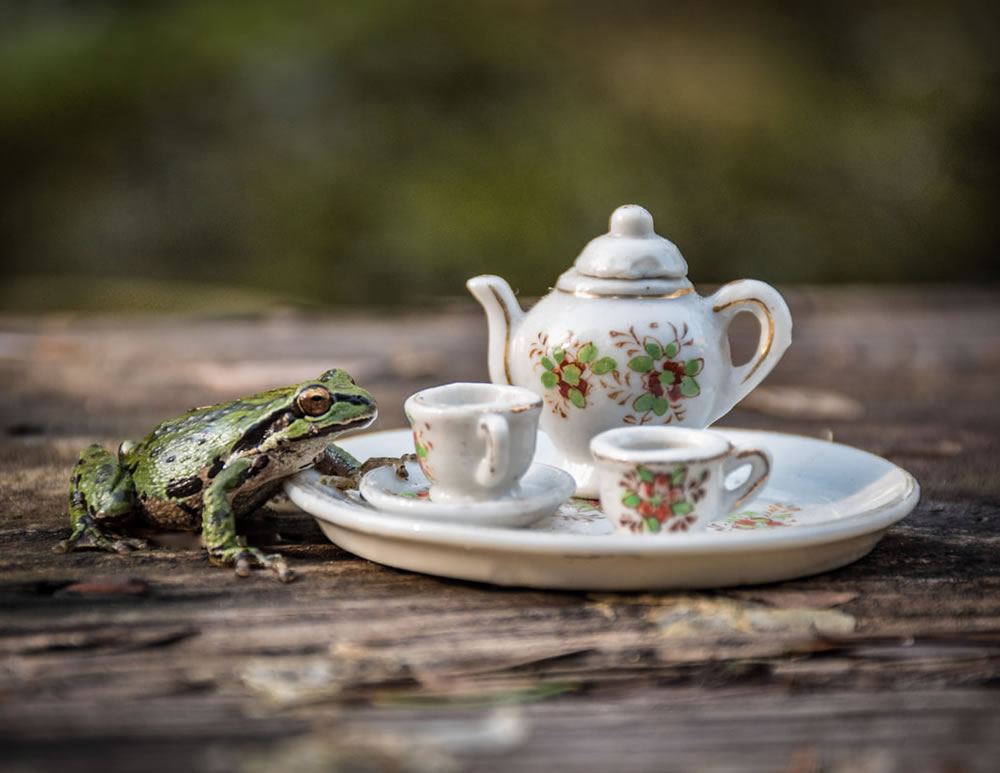 Tea For Two: Magical Photos Of Animals By Jay Rainey