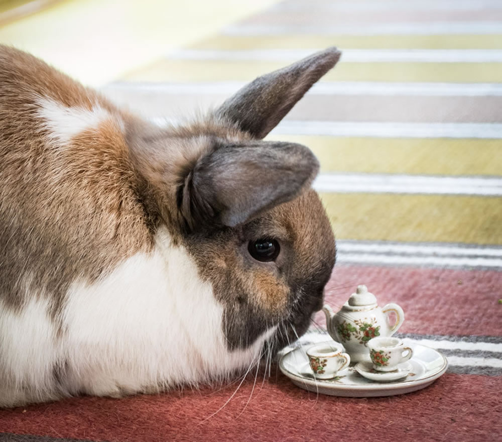 Tea For Two: Magical Photos Of Animals By Jay Rainey