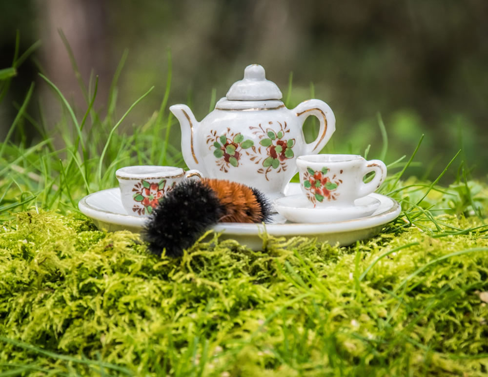 Tea For Two: Magical Photos Of Animals By Jay Rainey