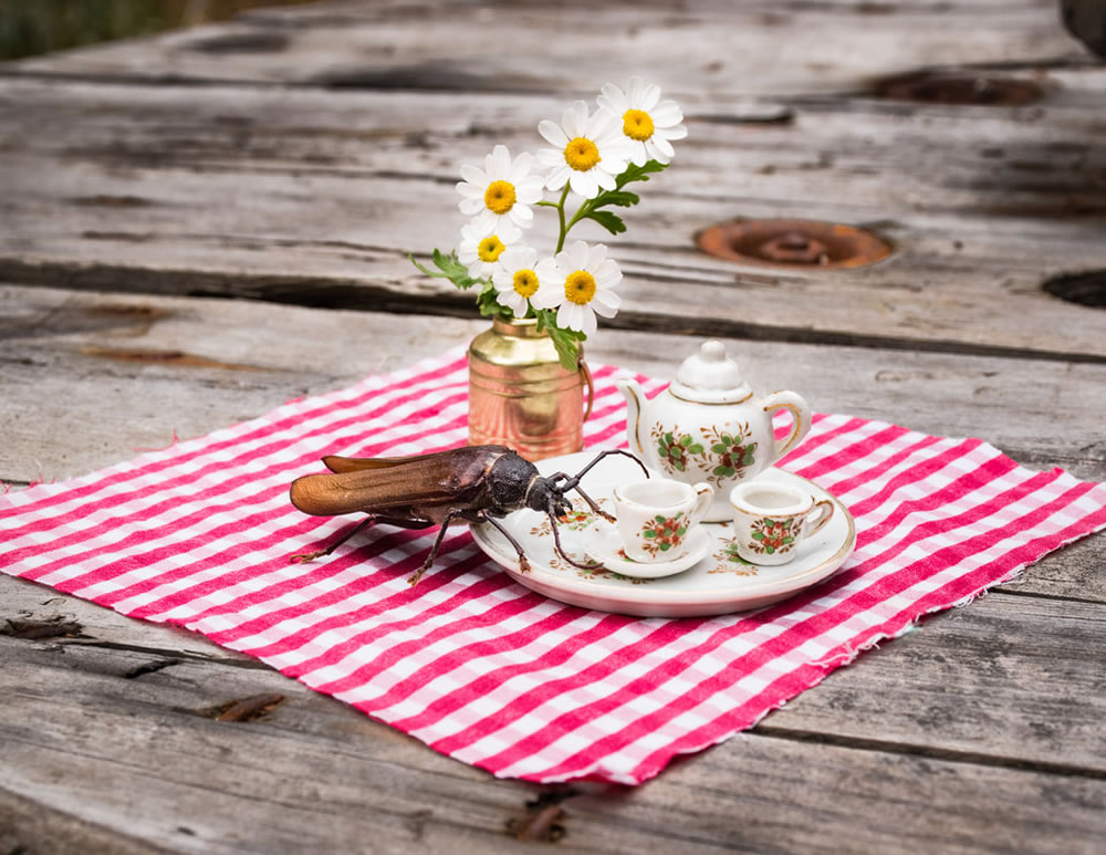 Tea For Two: Magical Photos Of Animals By Jay Rainey