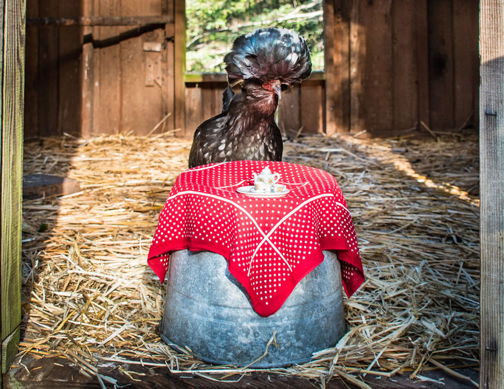 Tea For Two: Magical Photos Of Animals By Jay Rainey