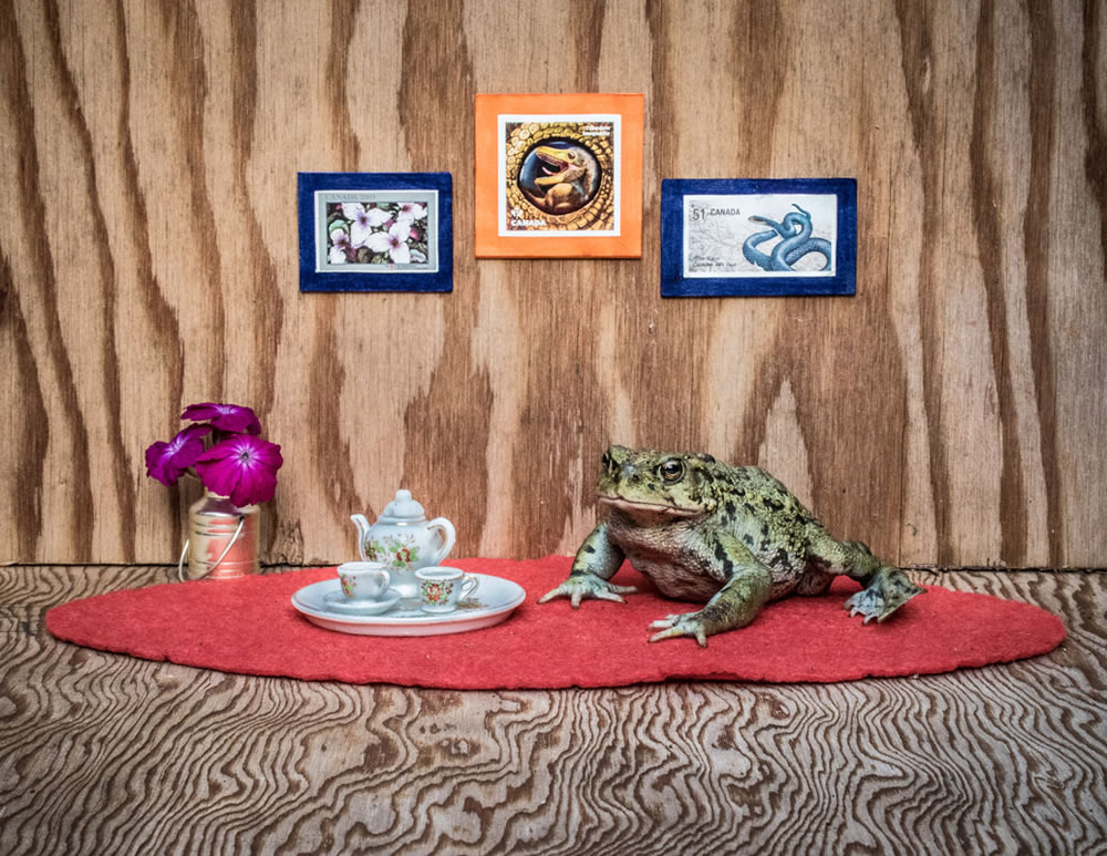 Tea For Two: Magical Photos Of Animals By Jay Rainey