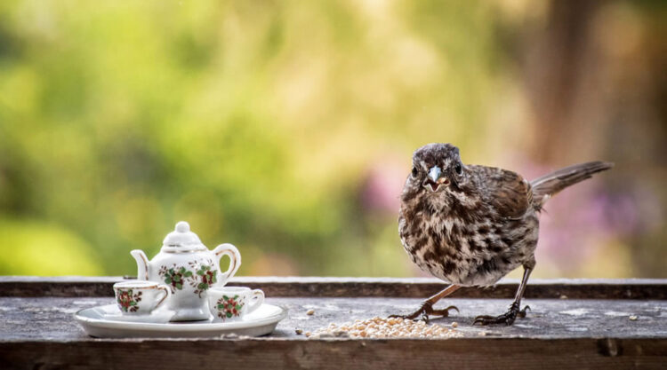 Tea For Two: Magical Photos Of Animals By Jay Rainey