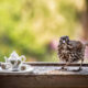 Tea For Two: Magical Photos Of Animals By Jay Rainey