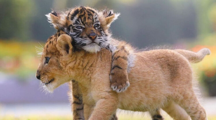 A Rare Scene To Behold When Baby Lion And Tiger Cub Are Found Inseparable