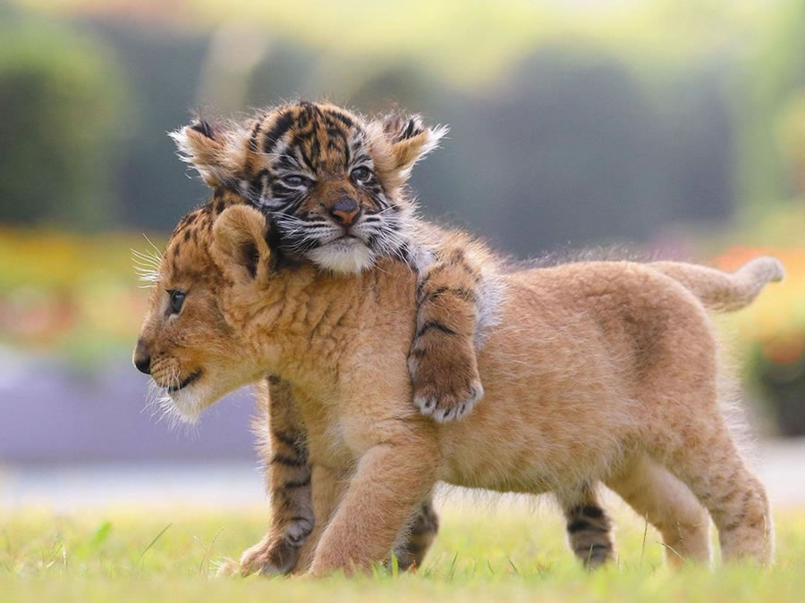 A Rare Scene To Behold When Baby Lion And Tiger Cub Are Found Inseparable