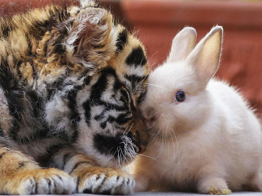 A Rare Scene To Behold When Baby Lion And Tiger Cub Are Found Inseparable