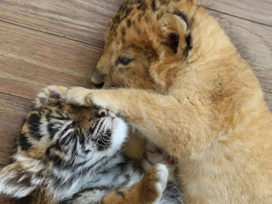 A Rare Scene To Behold When Baby Lion And Tiger Cub Are Found Inseparable