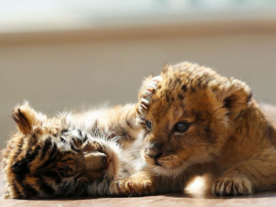 A Rare Scene To Behold When Baby Lion And Tiger Cub Are Found Inseparable