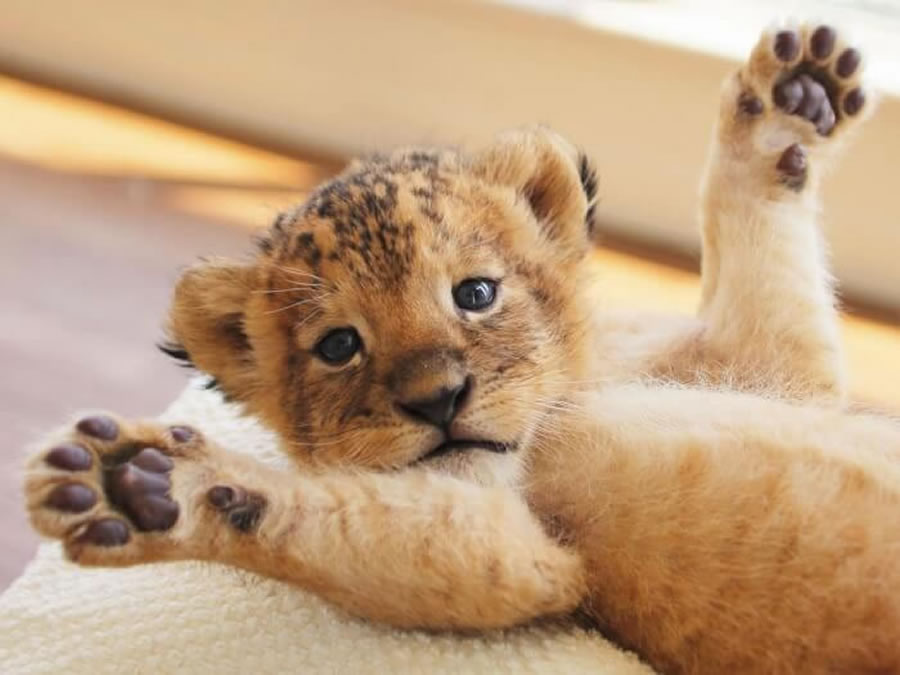 A Rare Scene To Behold When Baby Lion And Tiger Cub Are Found Inseparable