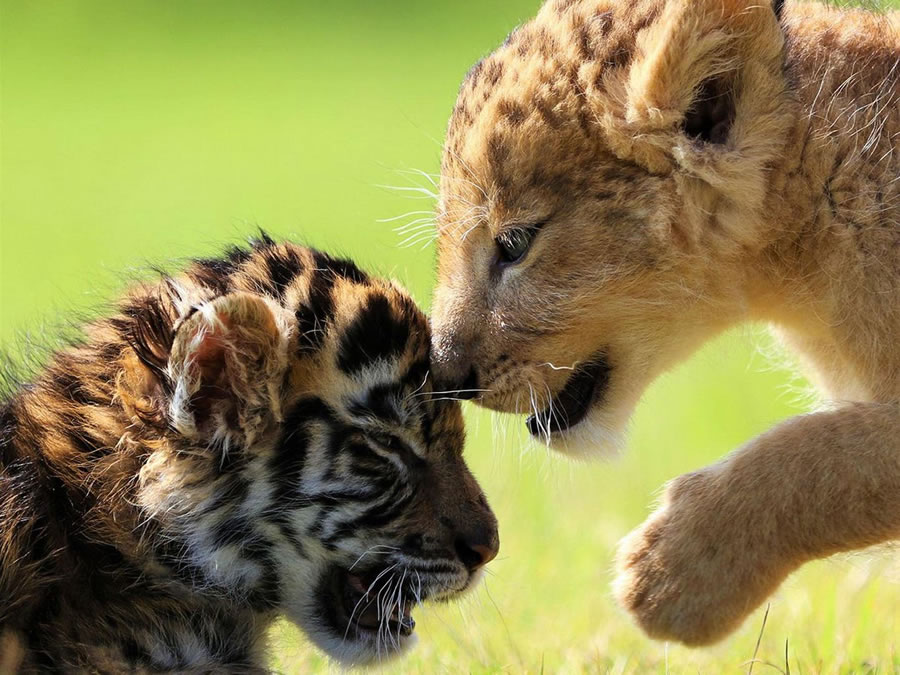 A Rare Scene To Behold When Baby Lion And Tiger Cub Are Found Inseparable