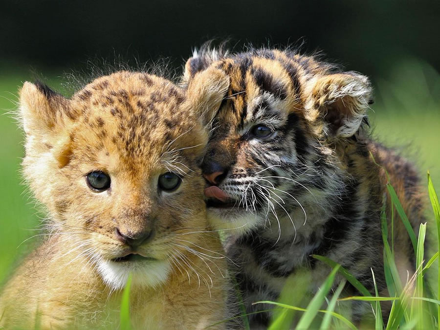 A Rare Scene To Behold When Baby Lion And Tiger Cub Are Found Inseparable