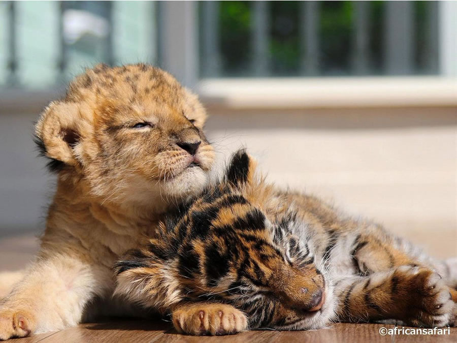 A Rare Scene To Behold When Baby Lion And Tiger Cub Are Found Inseparable