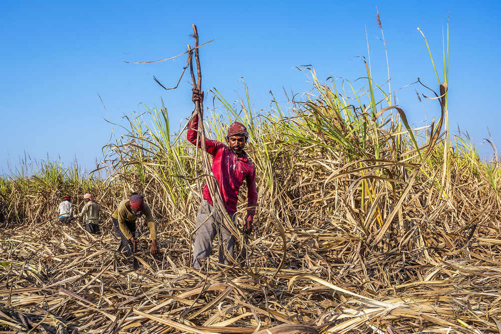 Warriors In Sugar Land: An Amazing Photo Series By Dnyaneshwar Vaidya