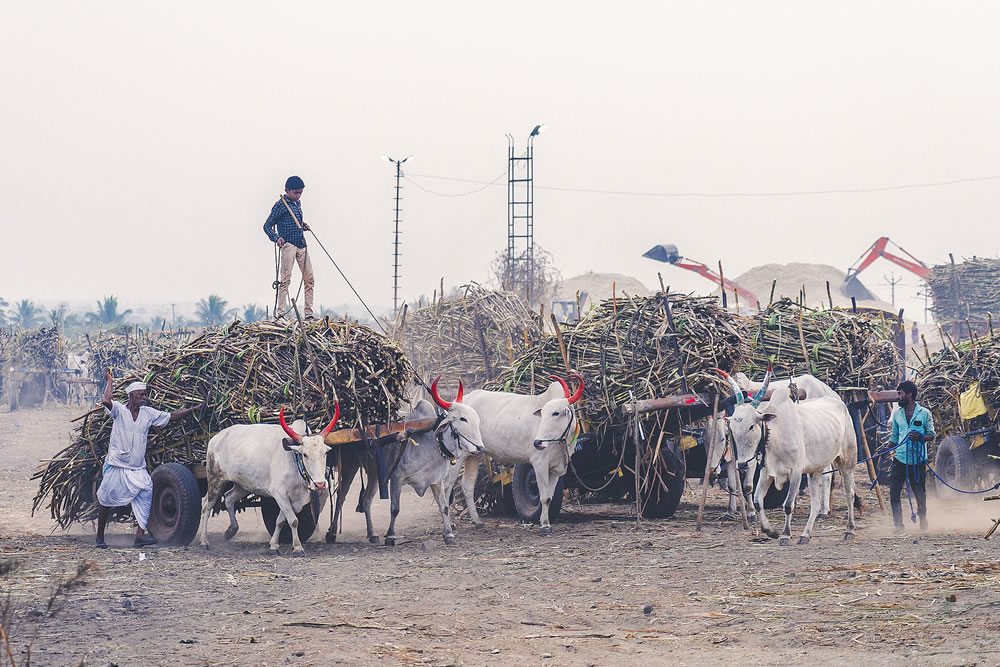 Warriors In Sugar Land: An Amazing Photo Series By Dnyaneshwar Vaidya