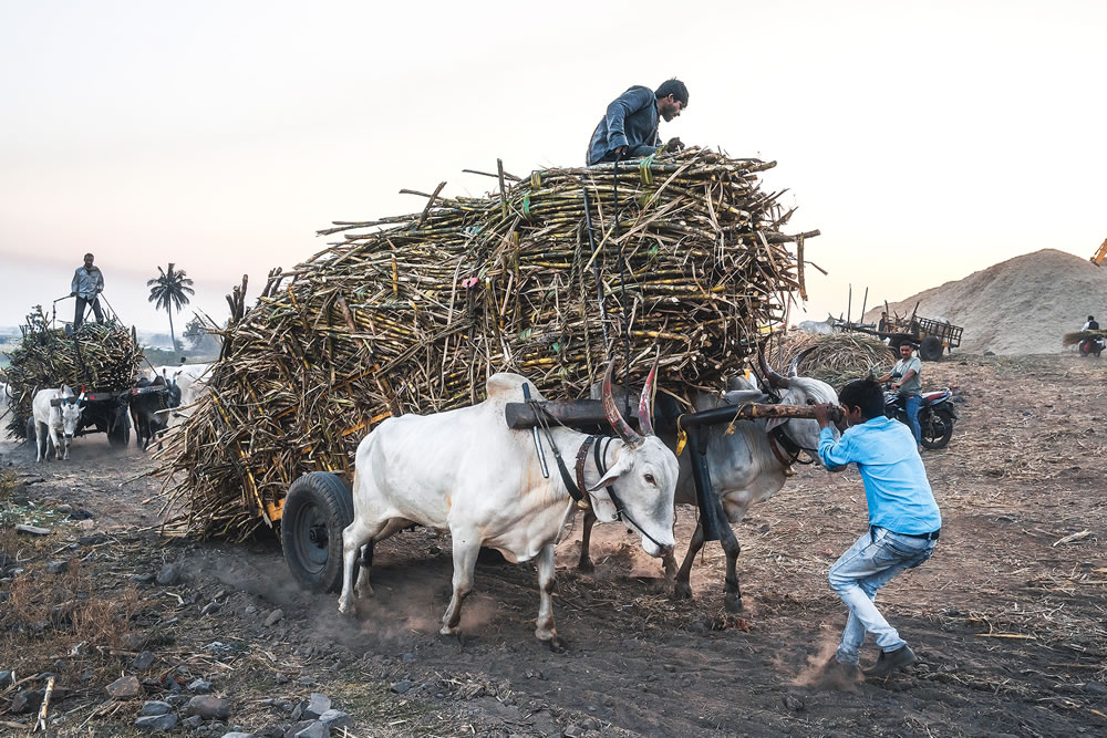 Warriors In Sugar Land: An Amazing Photo Series By Dnyaneshwar Vaidya