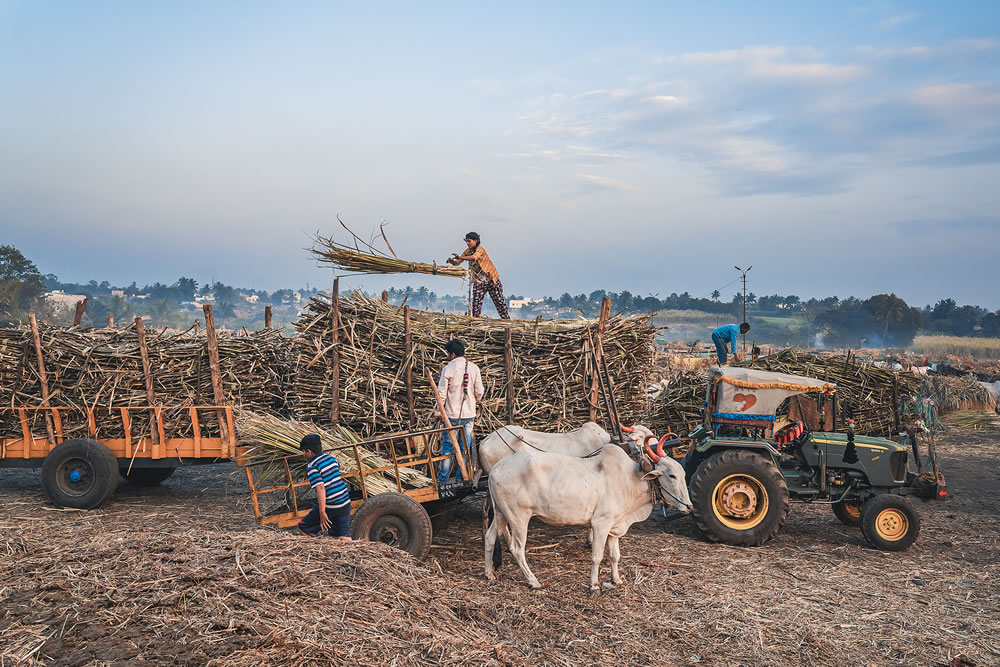 Warriors In Sugar Land: An Amazing Photo Series By Dnyaneshwar Vaidya