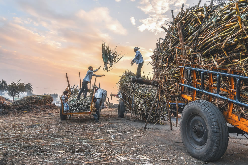 Warriors In Sugar Land: An Amazing Photo Series By Dnyaneshwar Vaidya