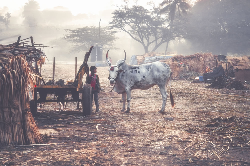 Warriors In Sugar Land: An Amazing Photo Series By Dnyaneshwar Vaidya