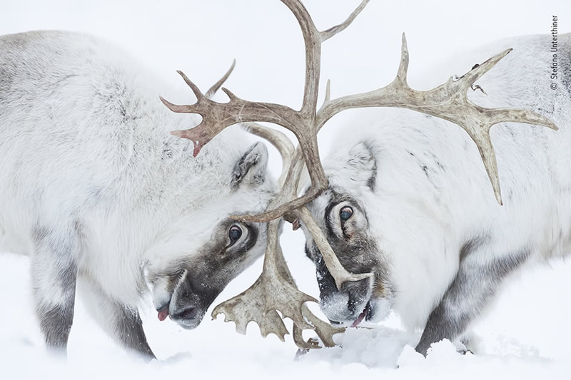 Winning Photos Of Wildlife Photographer of the Year 2021