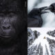 Winning Photos Of Wildlife Photographer of the Year 2021