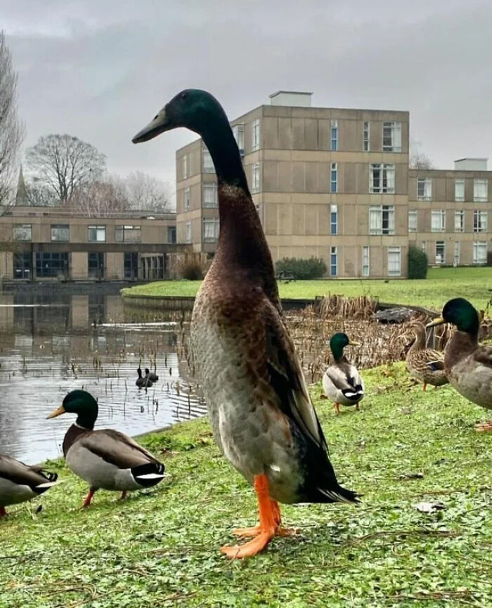 People Spotted ‘Absolute Units’ And Shared Them In This Reddit Group