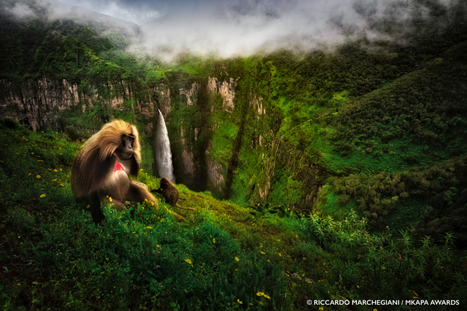 Amazing Winners Of The African Wildlife Foundation Photography Awards