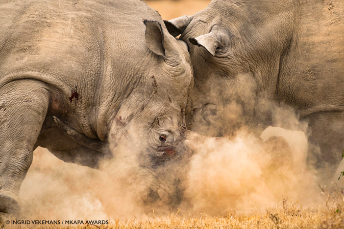 Amazing Winners Of The African Wildlife Foundation Photography Awards