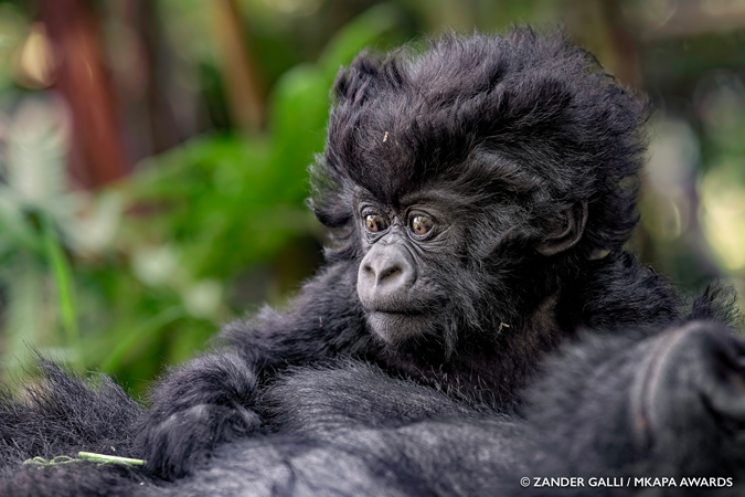 Amazing Winners Of The African Wildlife Foundation Photography Awards