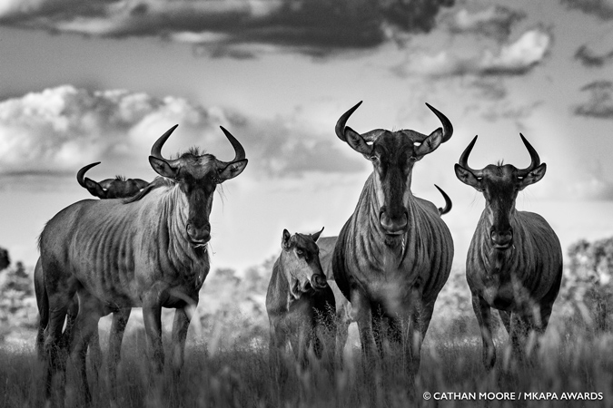 Amazing Winners Of The African Wildlife Foundation Photography Awards