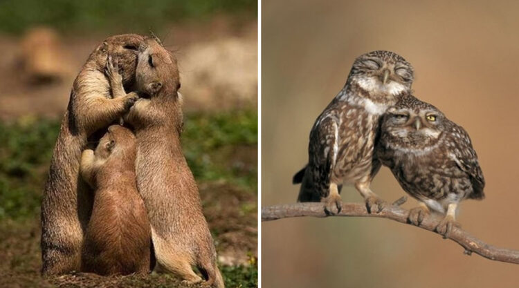 40 Photos Of Animals In Love That Can Melt Even A Frozen Heart